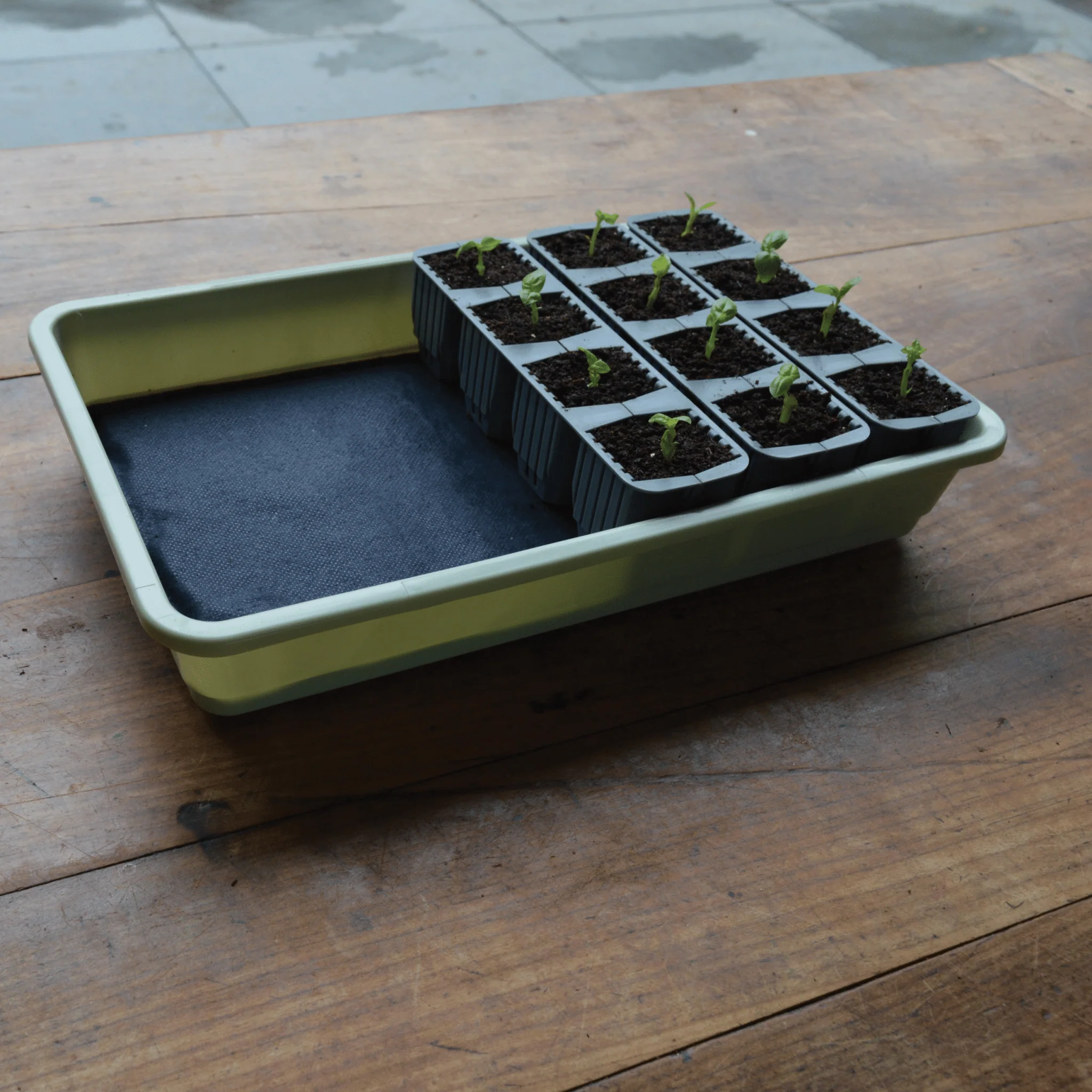 24 Cell Self Watering Fast Root Seed Success Kit Propagator - Image 8