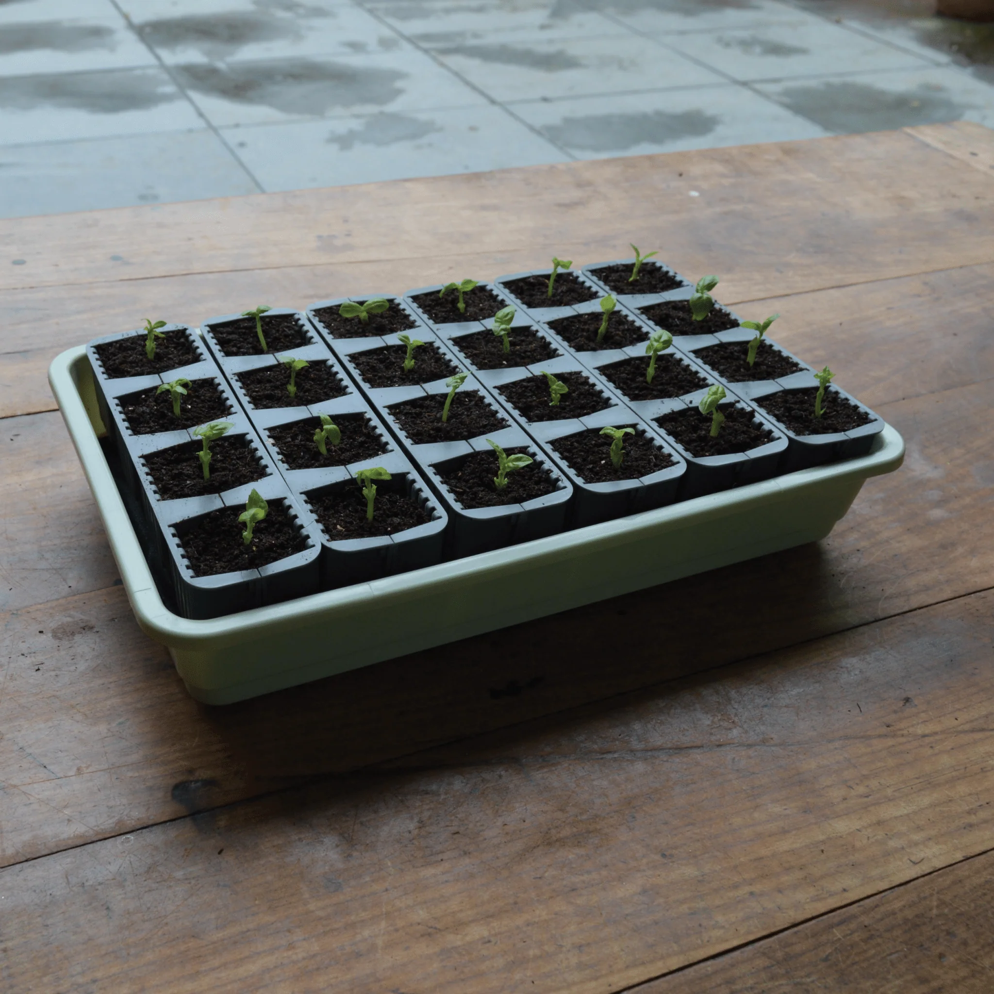 24 Cell Self Watering Fast Root Seed Success Kit Propagator - Image 9