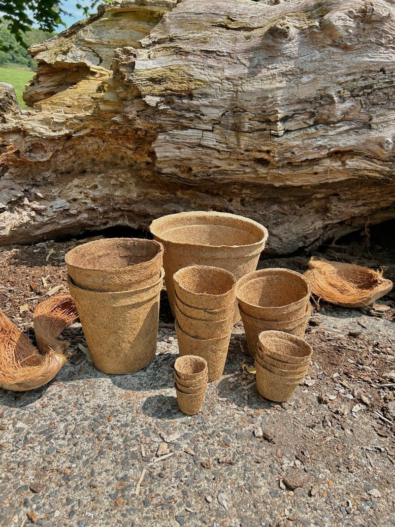 13cm Coir Plant Pots – 100% Biodegradable Pots & Peat-Free 1L | Ideal for Sowing & Growing - Image 10