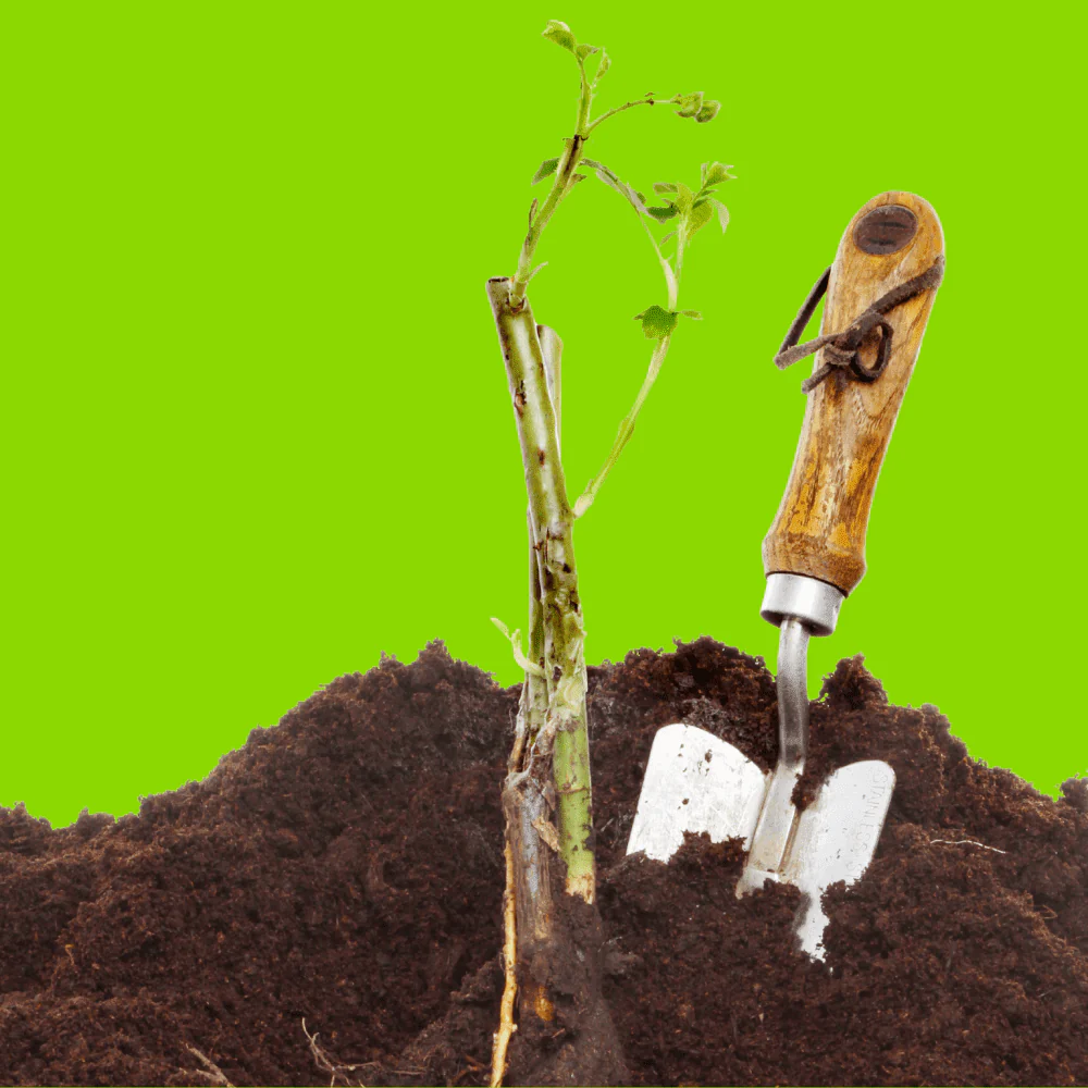 Bloom & Root® Rose Blend Topsoil - Image 2