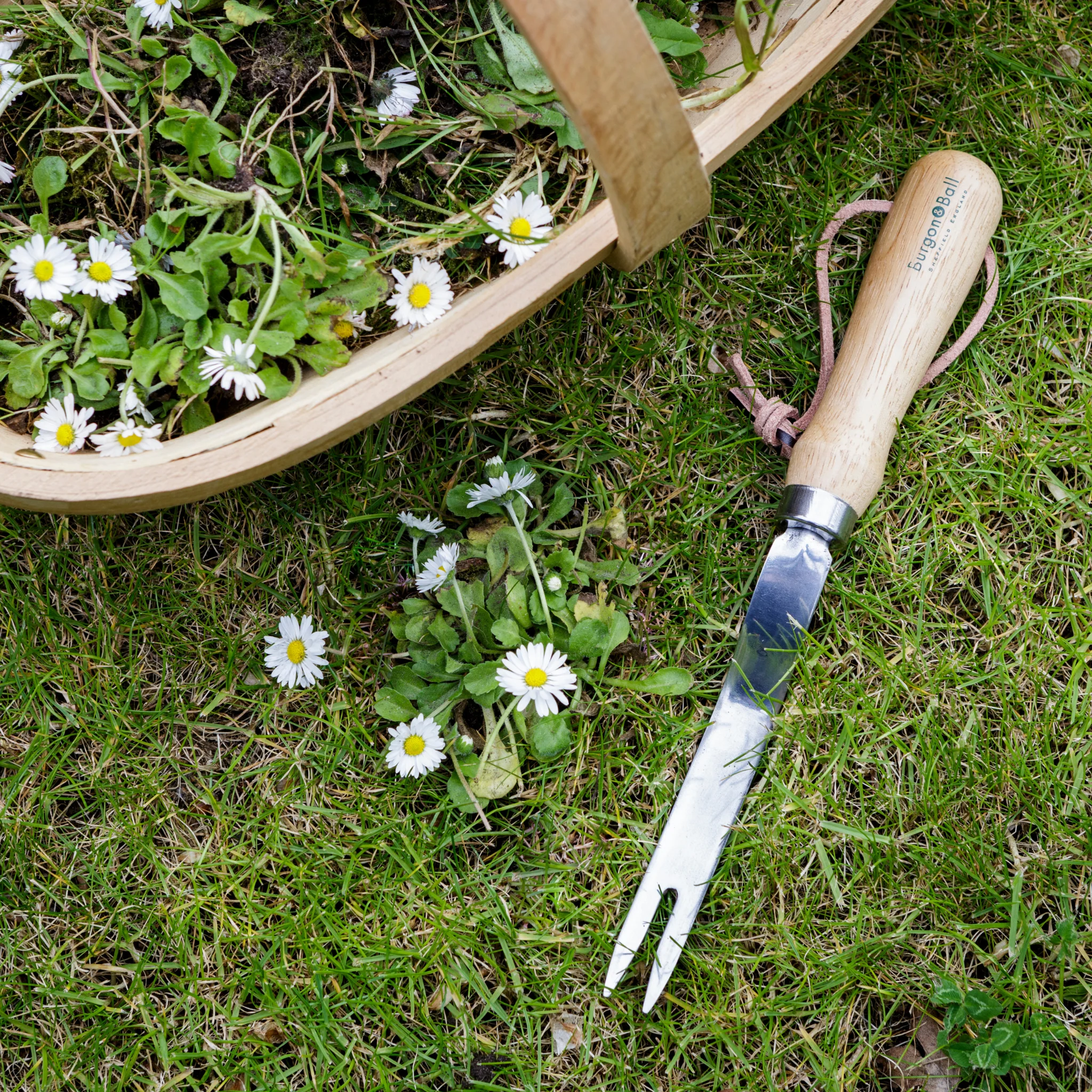 RHS Endorsed Stainless Steel Daisy Grubber by Burgon & Ball - Image 8