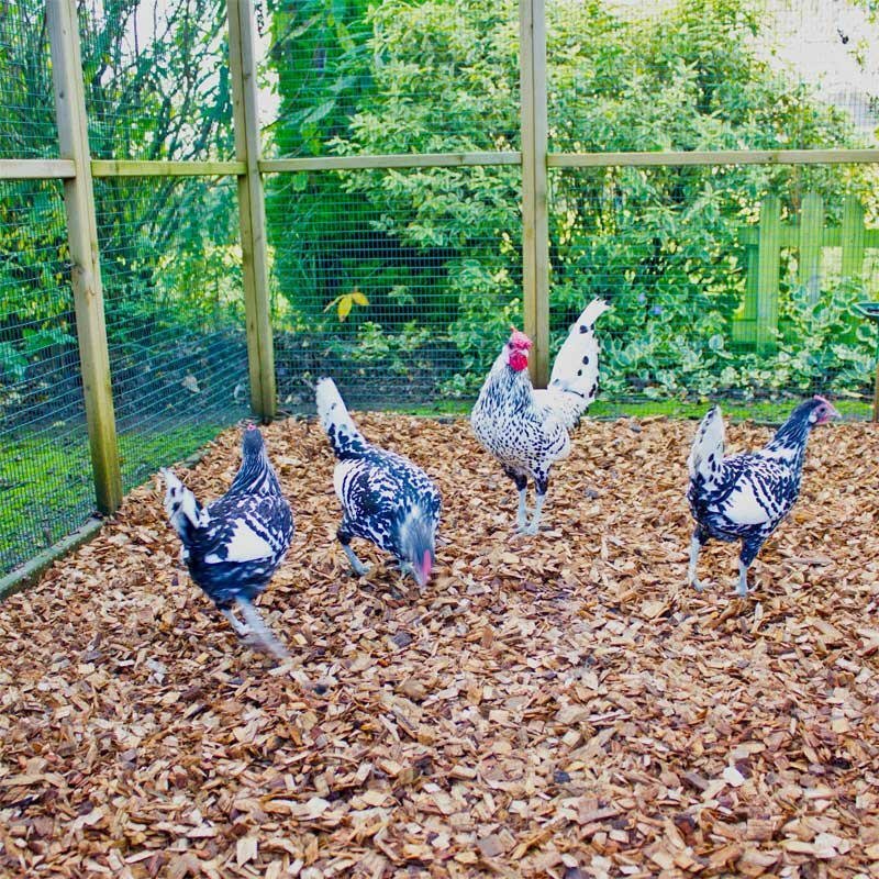Chicken Coop Chips - Image 7
