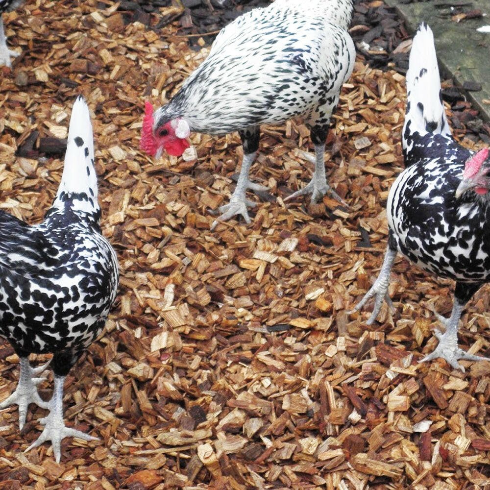 Chicken Coop Chips - Image 8
