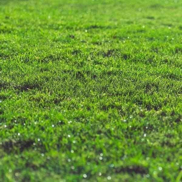Lawn in a Bag - Image 2