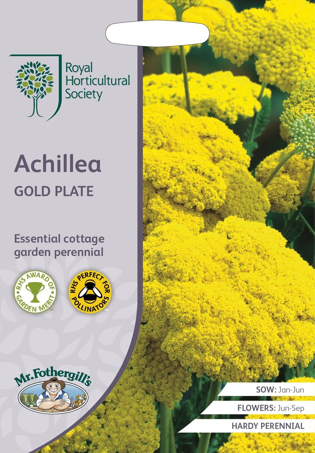 RHS Achillea Gold Plate Seeds 500 Seeds, Award Winning Hardy Perennial Flower Seeds for Sunny Borders