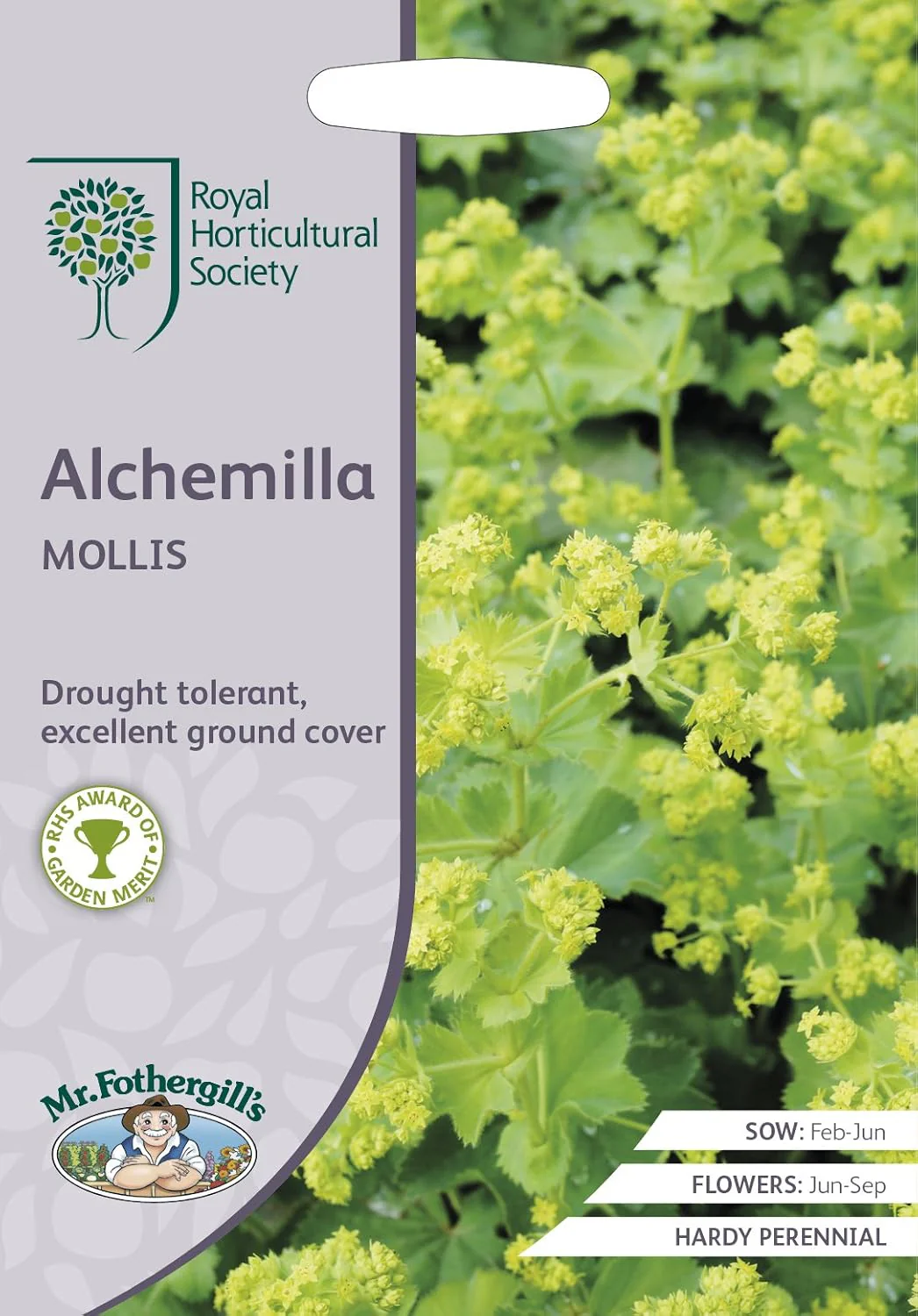RHS Alchemilla mollis Seeds 200 Seeds, Hardy Perennial Ground Cover with RHS Award of Garden Merit