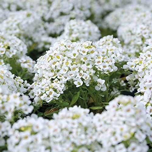 RHS Alyssum Snowdrift Seeds 1500 Seeds, Fragrant Hardy Annual White Flower Seeds for Borders and Containers - Image 3