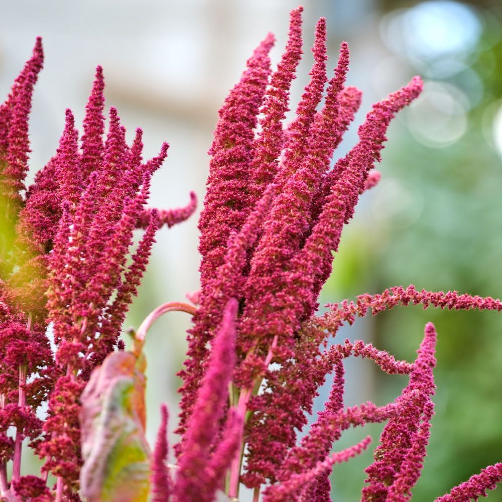 RHS Amaranthus Pygmy Torch Seeds 1000 Seeds, Dwarf Red Plume Half Hardy Annual for Borders and Containers - Image 3