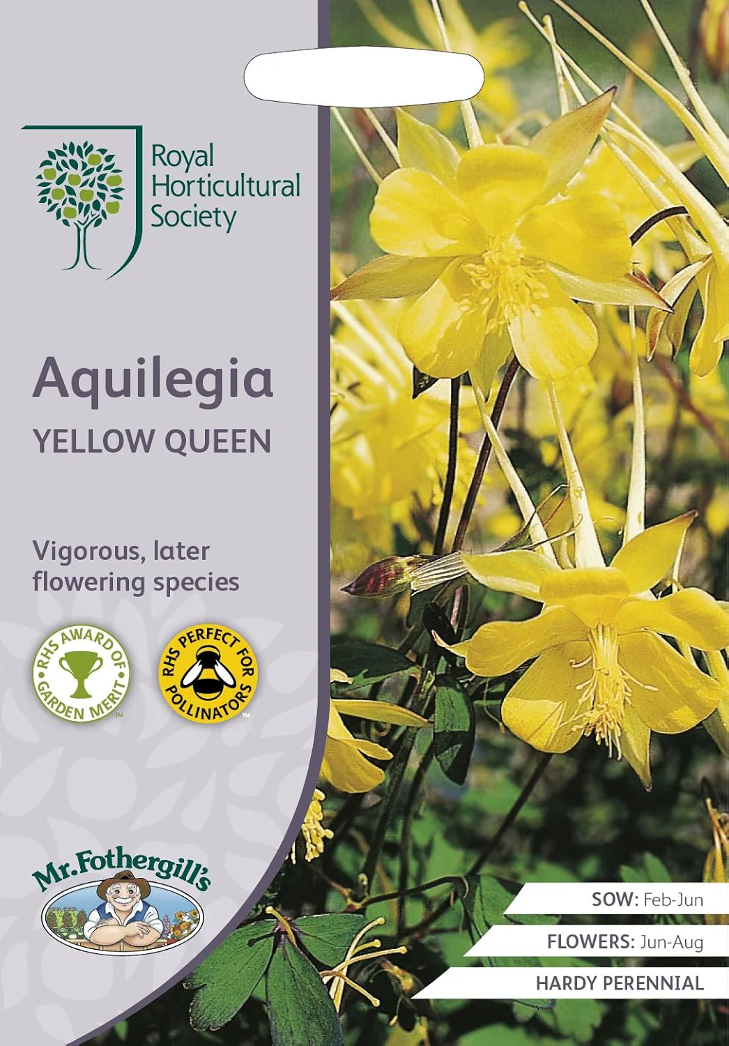 RHS Aquilegia Yellow Queen Seeds 150 Seeds, Hardy Perennial Yellow Columbine for Borders and Cottage Gardens