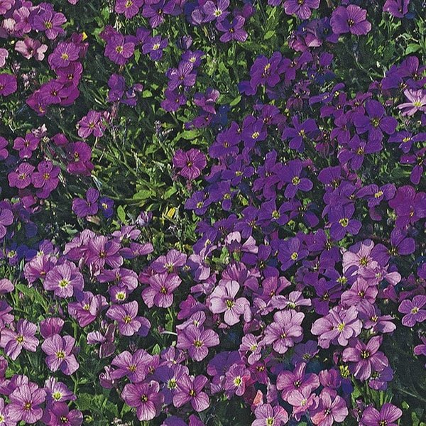 RHS AUBRIETA Royal SeriesRHS Aubrietia Royal Series Seeds 400 Seeds, Hardy Perennial Ground Cover, Pollinator Friendly Spring Flowers - Image 3