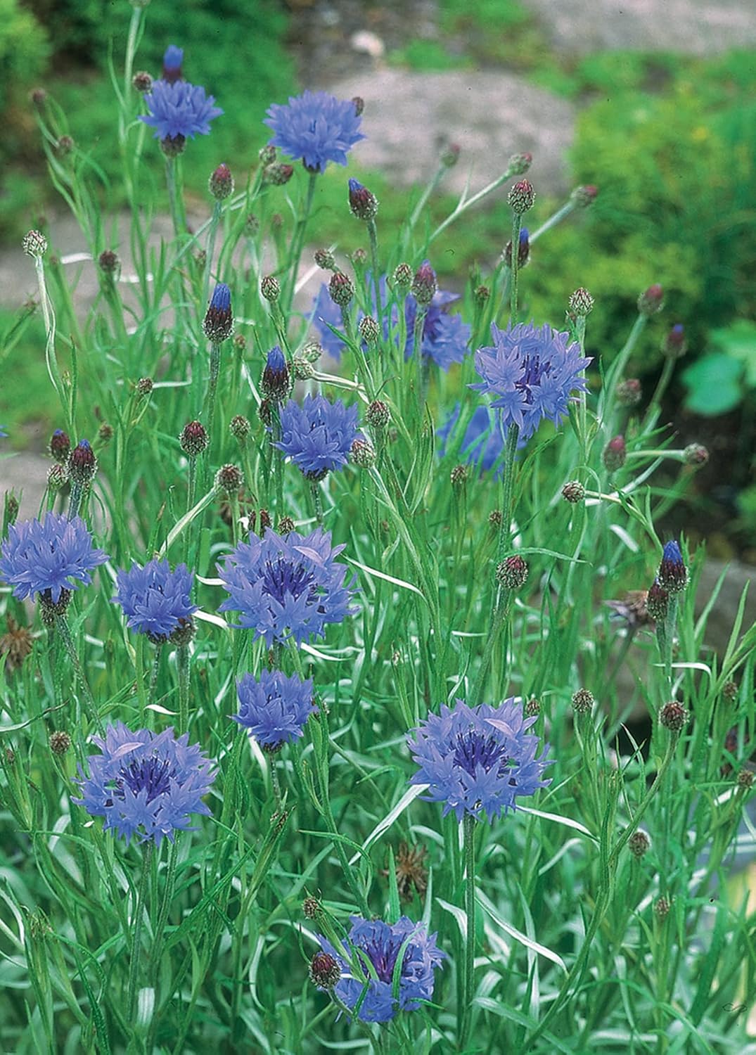 RHS British Wildflowers Seed Collection 6 Native Varieties - Image 4