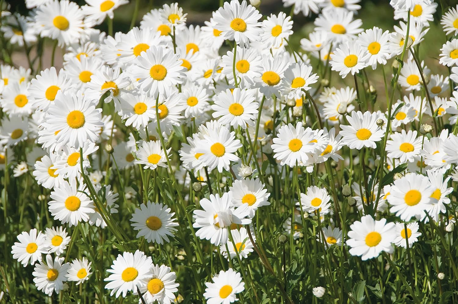 RHS British Wildflowers Seed Collection 6 Native Varieties - Image 9
