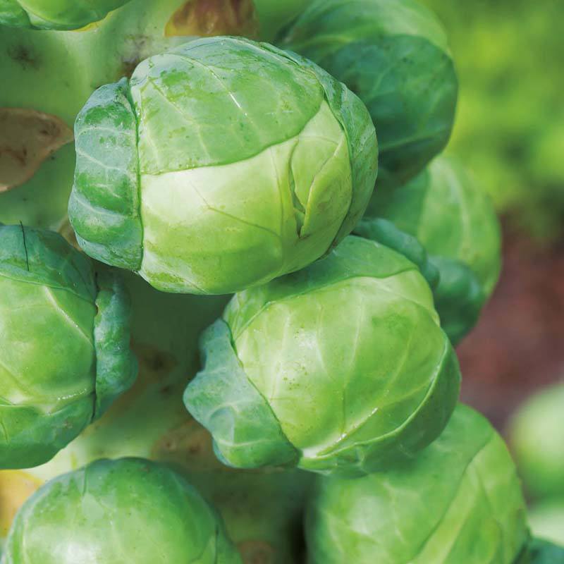 Mr Fothergills RHS Brussels Sprout Igor F1 Seeds AGM Sweet Winter Crop - Image 3