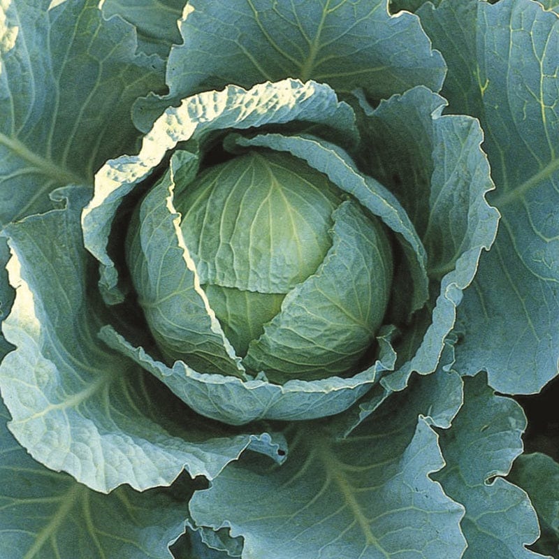 Mr Fothergills RHS Cabbage Savoy Tundra F1 Seeds AGM Winter Hardy - Image 3
