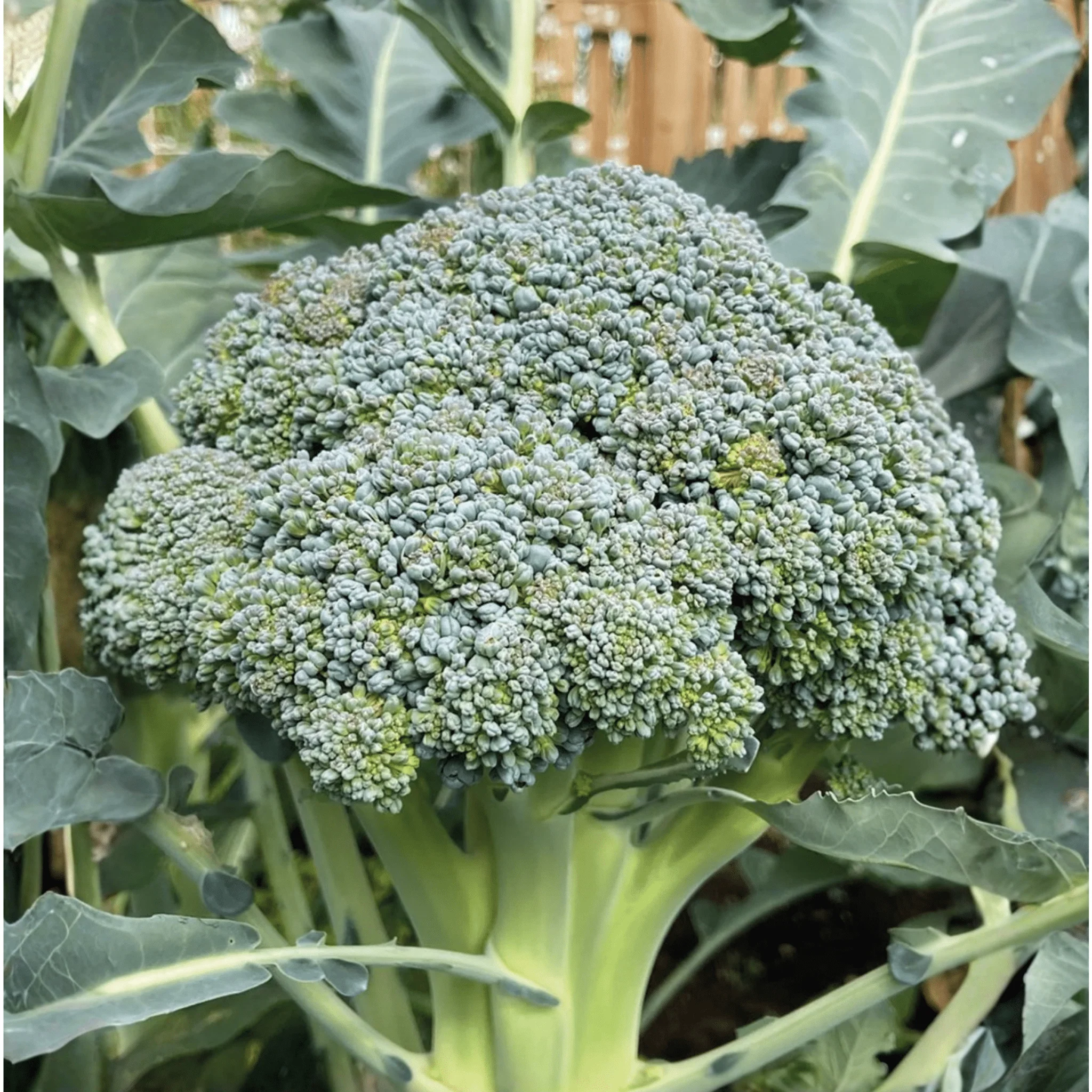 RHS Calabrese Marathon F1 Seeds by Mr Fothergill's, Summer Broccoli, AGM Variety - Image 3
