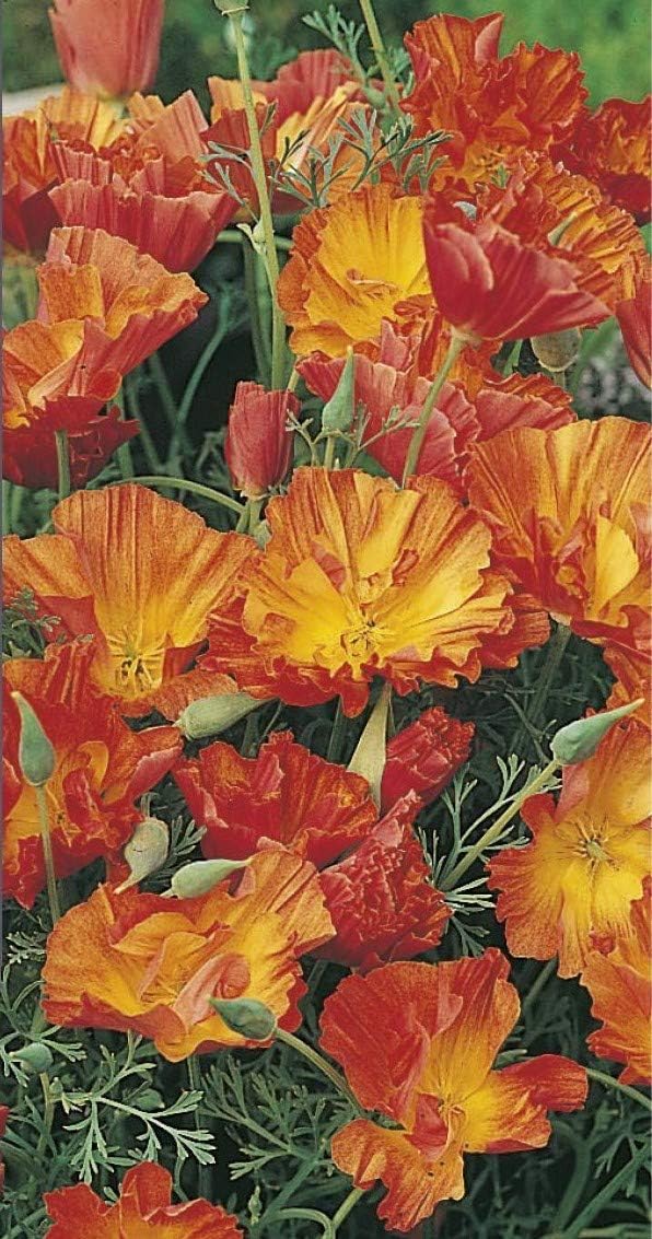 RHS California Poppy Apricot Chiffon Seeds 300 Seeds, Hardy Annual Apricot Orange Blooms for Borders and Pots - Image 3