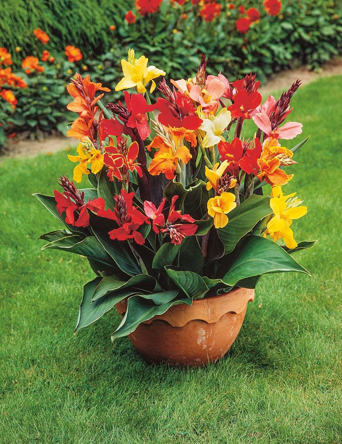 RHS Canna indica Large Flowered Hybrids Seeds 25 Seeds, Half Hardy Perennial Tropical Container Plant - Image 3