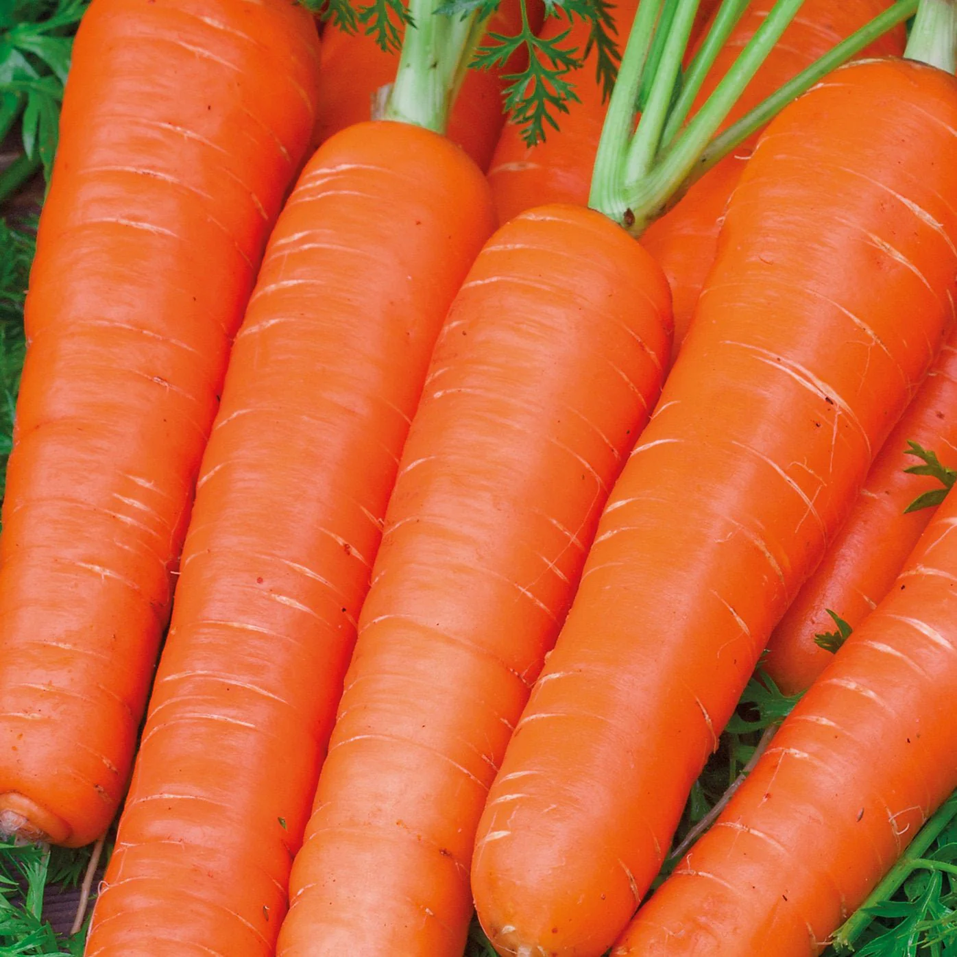 RHS Carrot Maestro F1 Seeds Nantes Variety by Mr Fothergills - Image 3