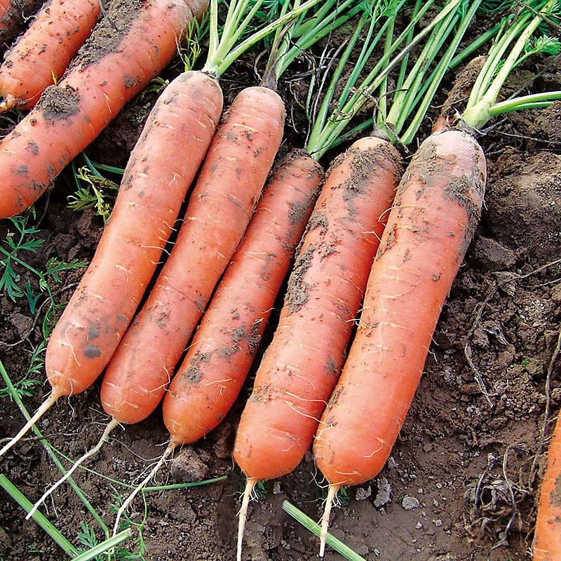 Mr Fothergill's RHS Carrot Marion F1 Seeds, Nantes Variety, High Yield Vegetable Seeds - Image 3