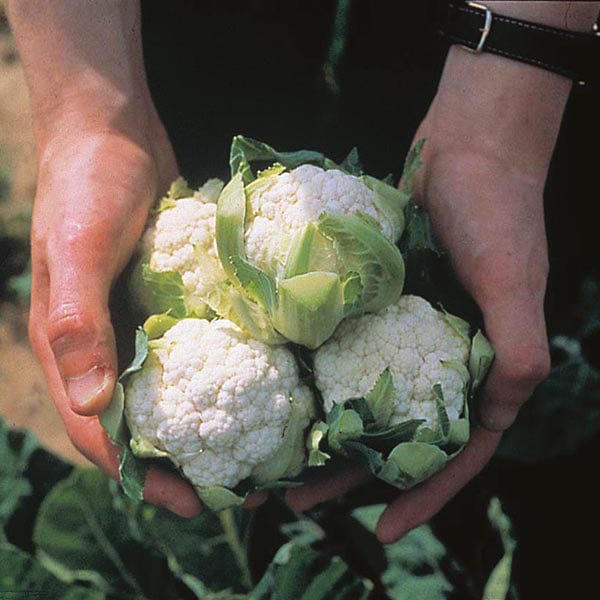 RHS Cauliflower Candid Charm F1 Seeds 30 Seeds, Award Winning Vegetable Seeds for Compact Growing - Image 3