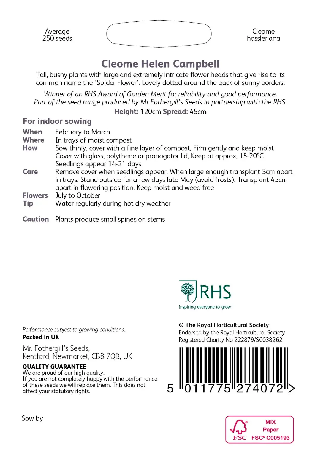 RHS Cleome Helen Campbell Seeds 250 Seeds, Half Hardy Annual White Spider Flower - Image 2