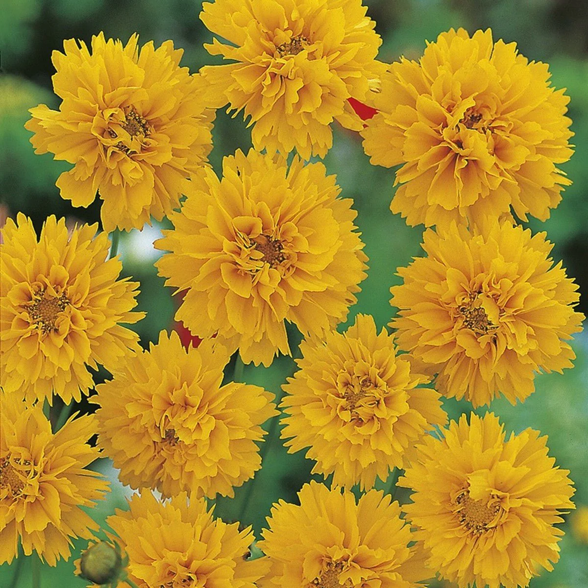 RHS Coreopsis Early Sunrise Seeds 200 Seeds, Hardy Perennial Yellow Double Flower - Image 3