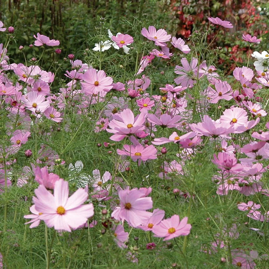 Mr Fothergill’s RHS Cosmos Sensation Pinkie Seeds 150 Seeds, Tall Pink Half Hardy Annual Flower - Image 3