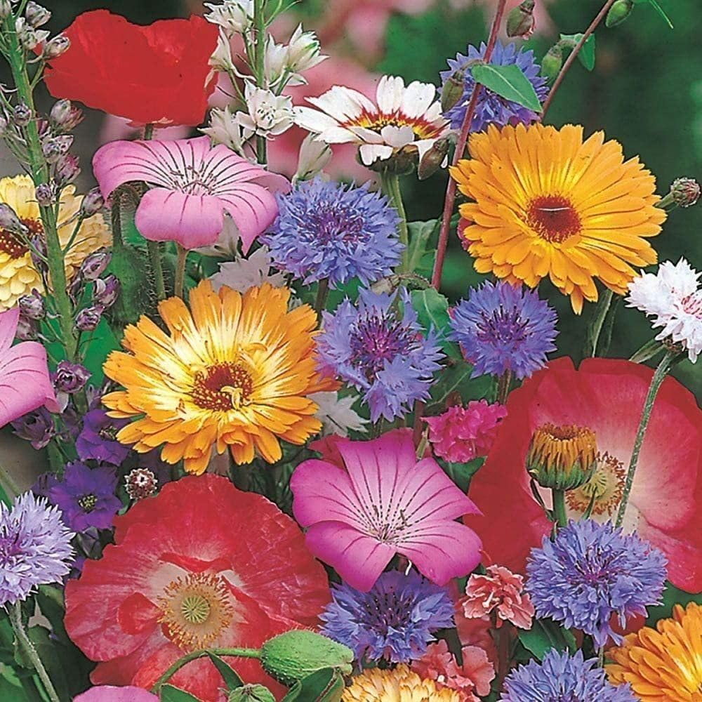 RHS Cottage Garden Easy Sow Seeds 20g Box - Image 2
