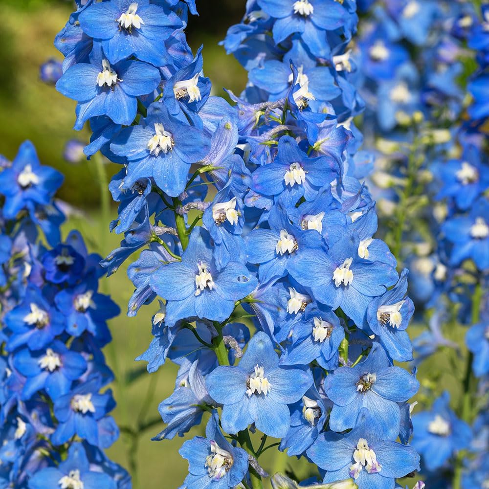 RHS Delphinium Centurion Sky Blue F1 Seeds 20 Seeds, Hardy Perennial Blue Flower Spikes - Image 3