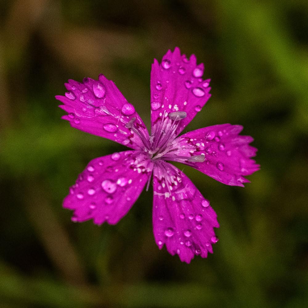 RHS Dianthus deltoides Seeds 200 Seeds, Hardy Perennial Maiden Pinks Ground Cover - Image 3