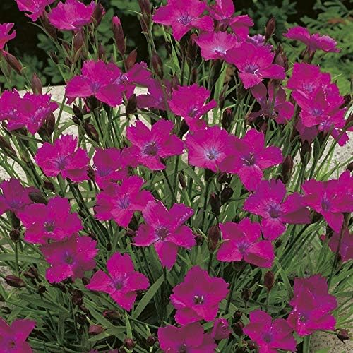 RHS Dianthus deltoides Seeds 200 Seeds, Hardy Perennial Maiden Pinks Ground Cover - Image 4