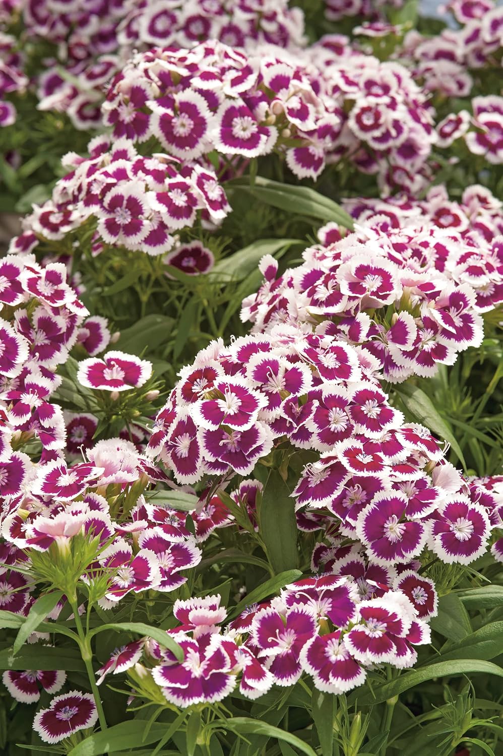 RHS Dianthus Hollandia Purple Crown Seeds 100 Seeds, Sweet William Hardy Perennial Flower - Image 3