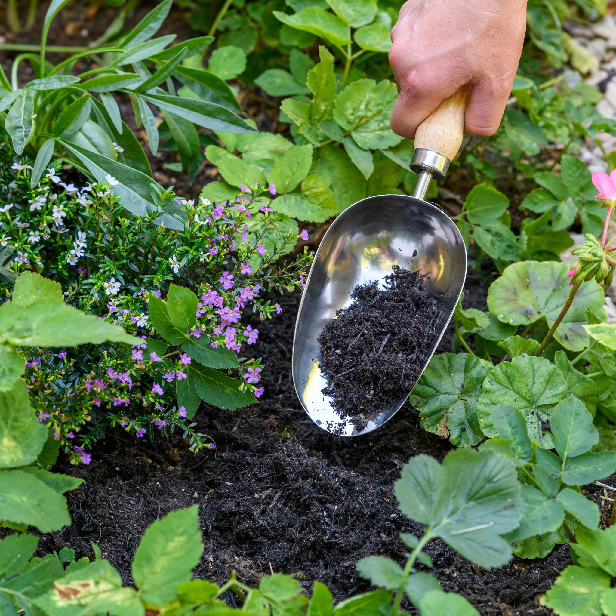 RHS Endorsed Stainless Steel Compost Scoop by Burgon & Ball - Image 10
