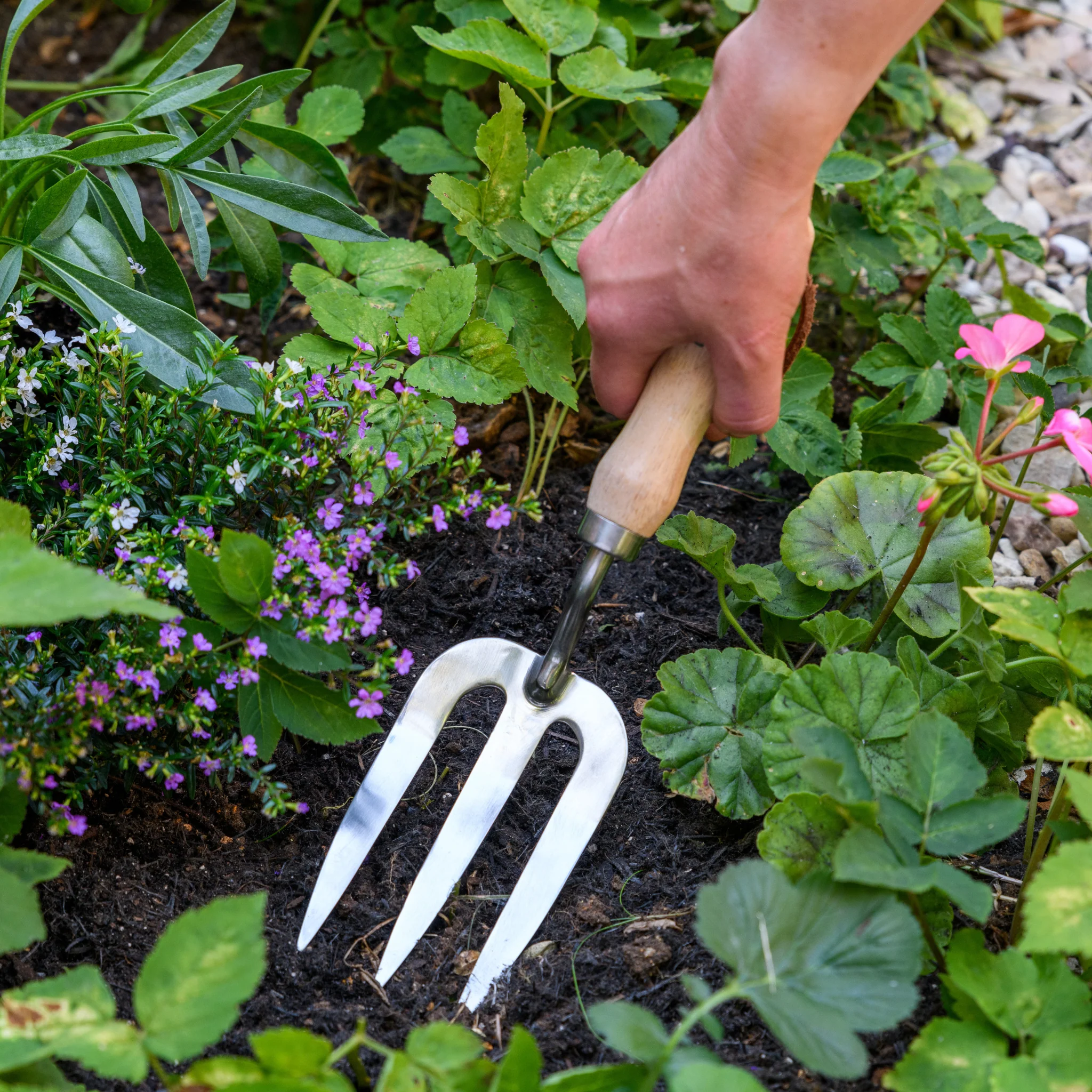 RHS Endorsed Stainless Steel Hand Fork by Burgon & Ball - Image 7