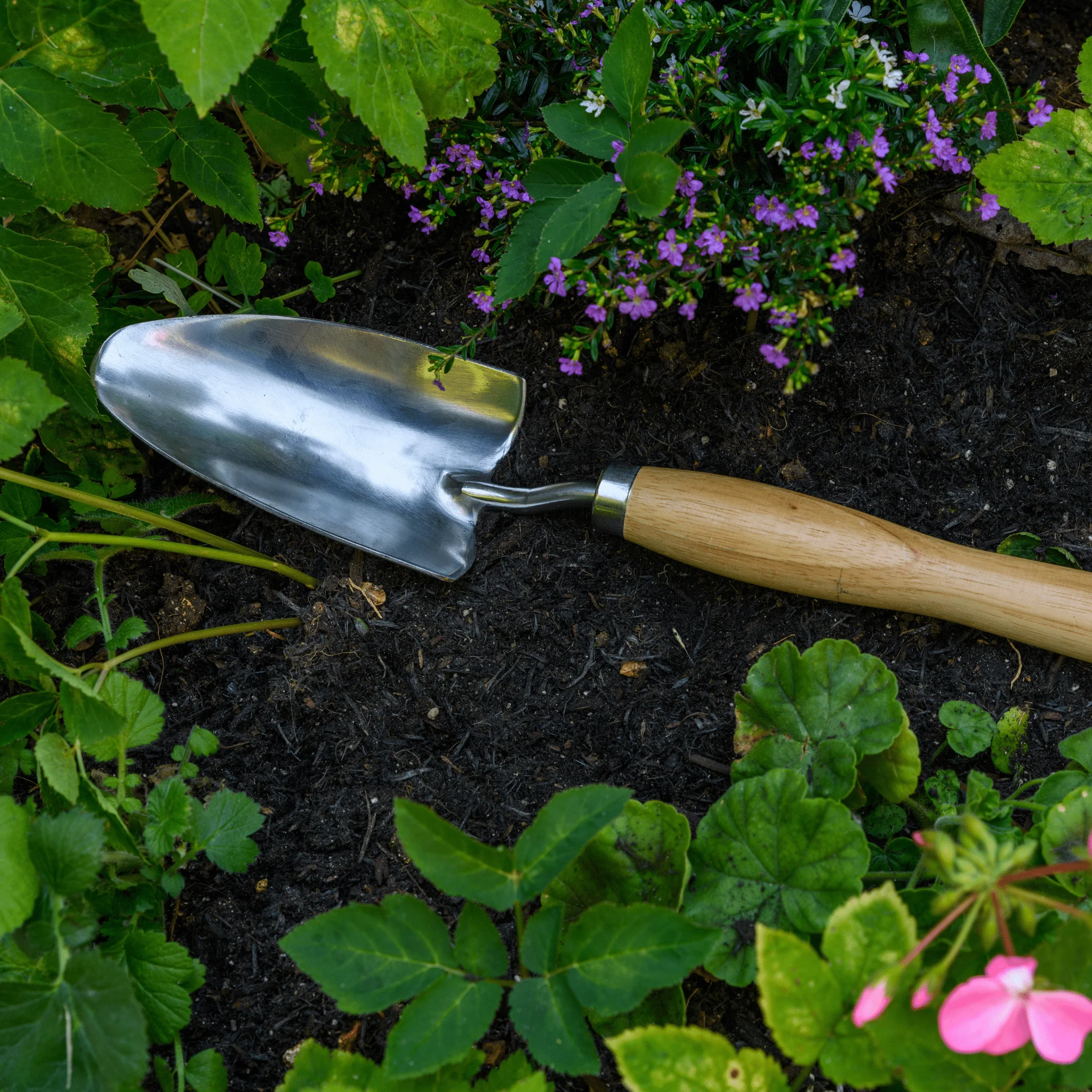 RHS Endorsed Stainless Steel Mid Handled Trowel by Burgon & Ball - Image 9