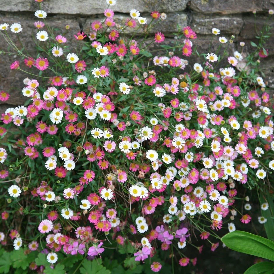 RHS Erigeron Profusion Seeds 250 Seeds, Hardy Perennial Fleabane Daisy - Image 3