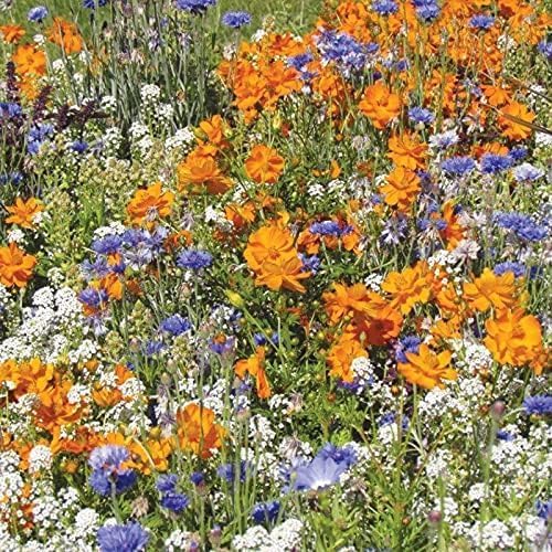 Mr Fothergill’s RHS Flowers For Bees Easy Sow Seeds 20g Box - Image 2