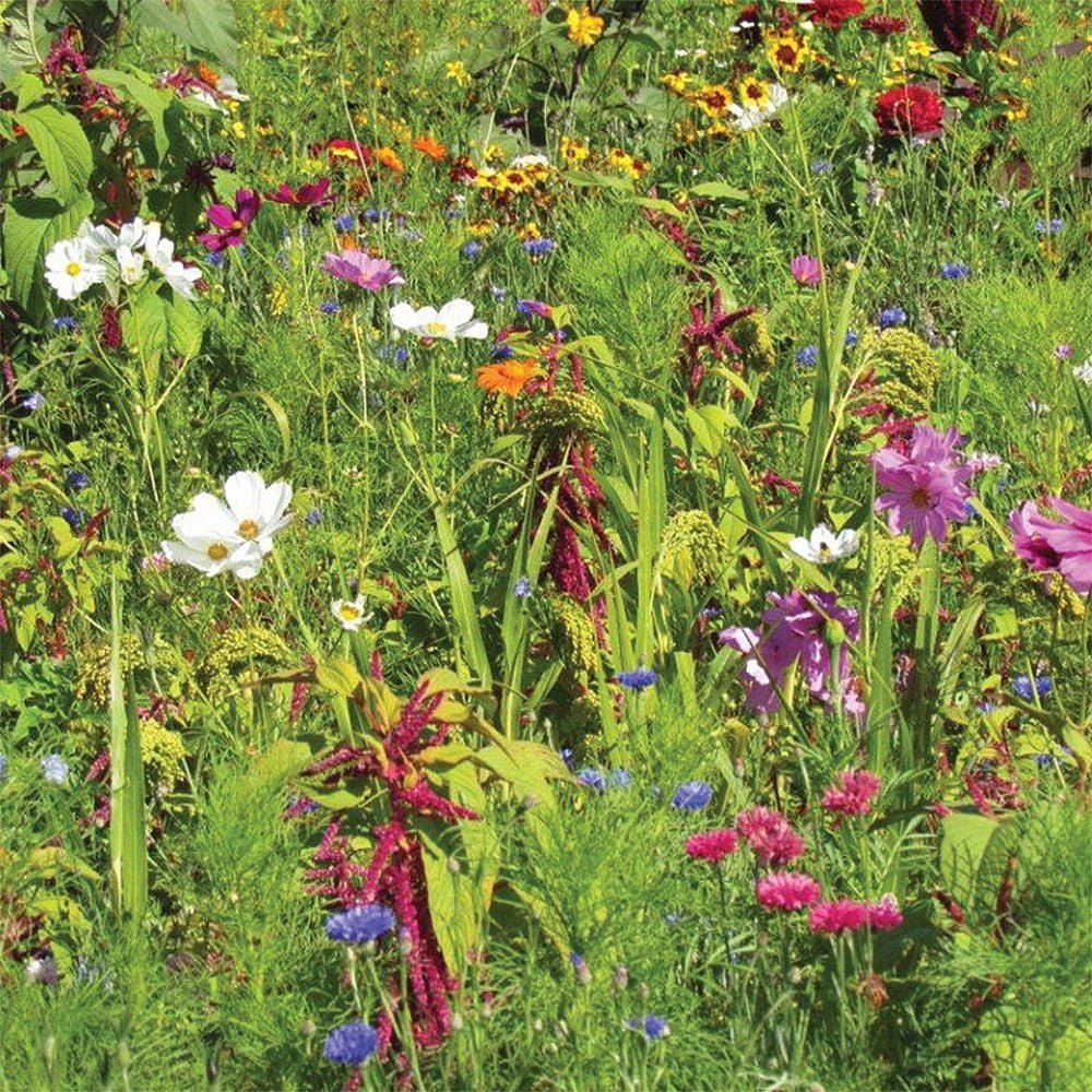 RHS Flowers For Birds Easy Sow Seeds 20g Box - Image 2