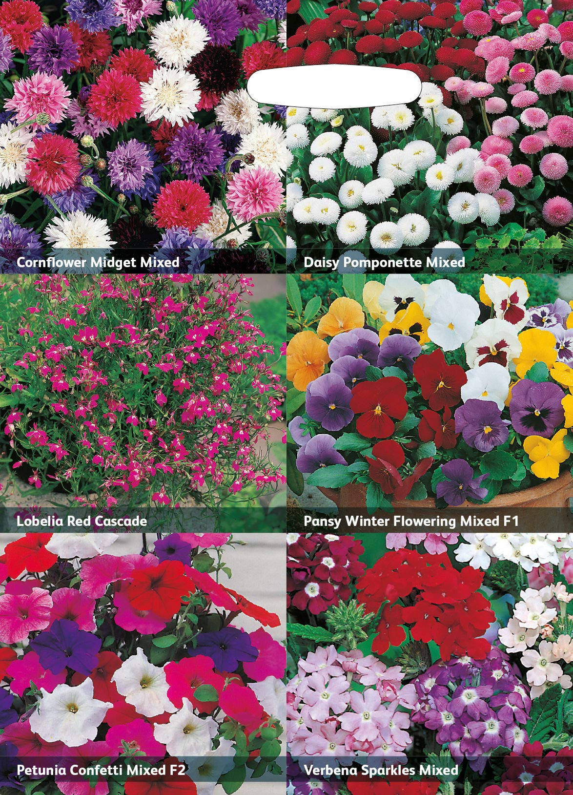 RHS Flowers for Containers Seed Collection 6 Colourful Container Varieties - Image 3