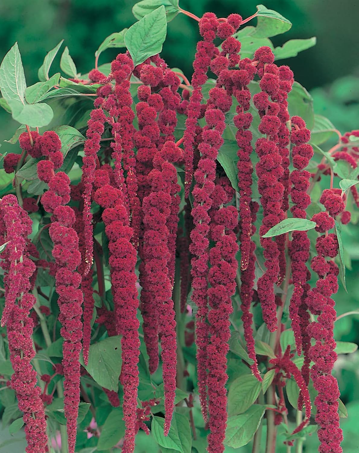 RHS Flowers for Drought Resistance Seed Collection 6 Heat Tolerant Varieties - Image 4