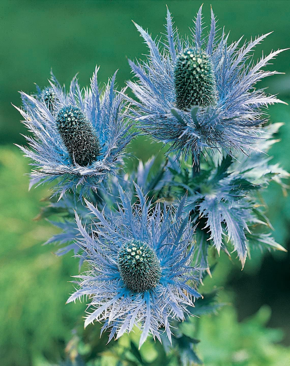 RHS Flowers for Drought Resistance Seed Collection 6 Heat Tolerant Varieties - Image 7