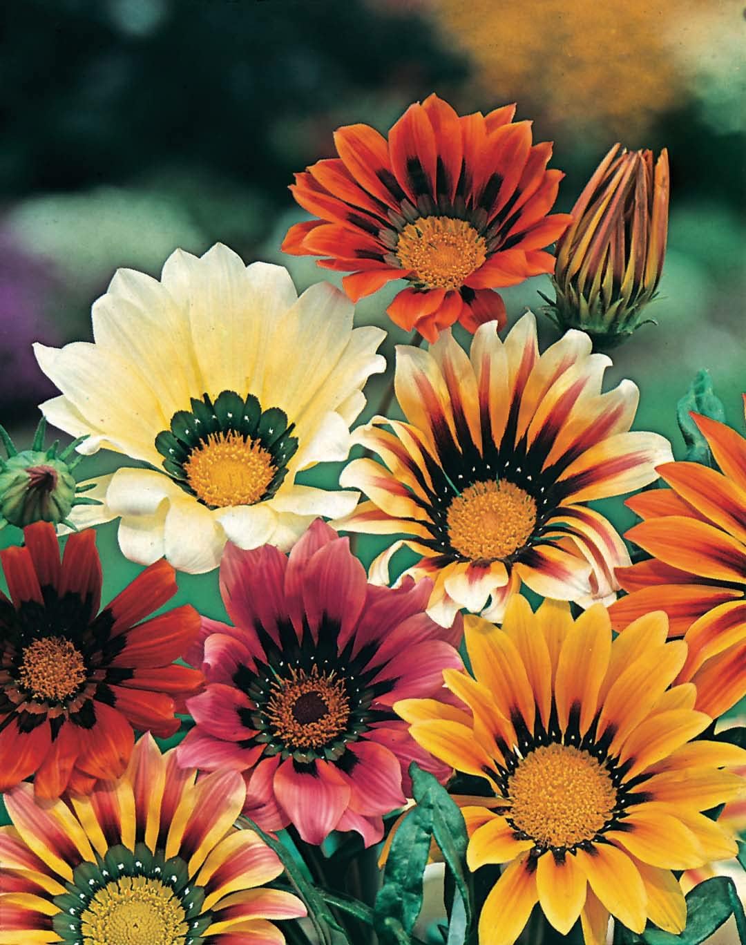 RHS Flowers for Drought Resistance Seed Collection 6 Heat Tolerant Varieties - Image 8