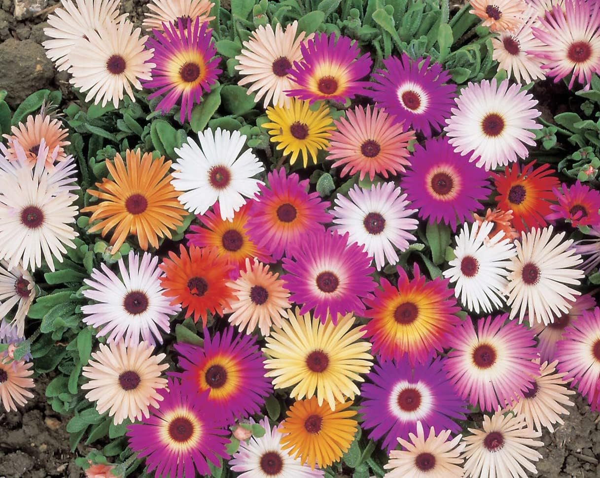RHS Flowers for Drought Resistance Seed Collection 6 Heat Tolerant Varieties - Image 9