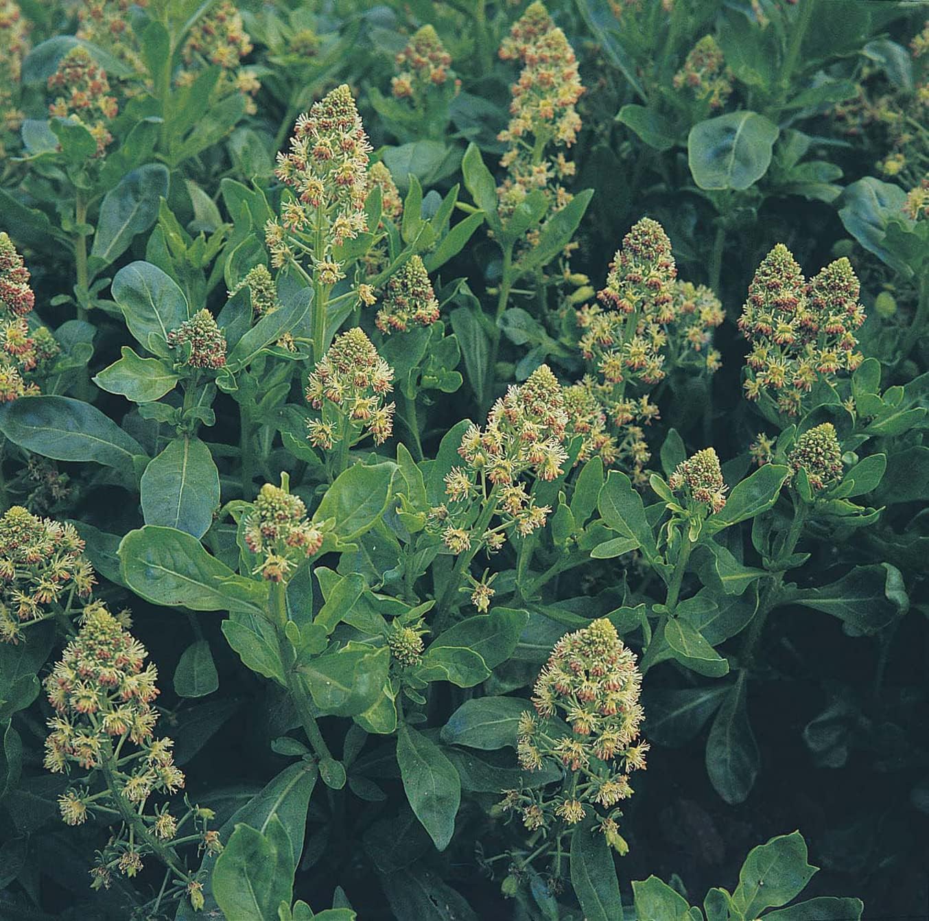 RHS Flowers for Fragrance Seed Collection 6 Scented Varieties - Image 6