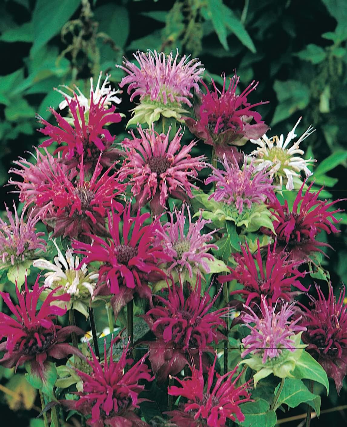 RHS Flowers for Fragrance Seed Collection 6 Scented Varieties - Image 7
