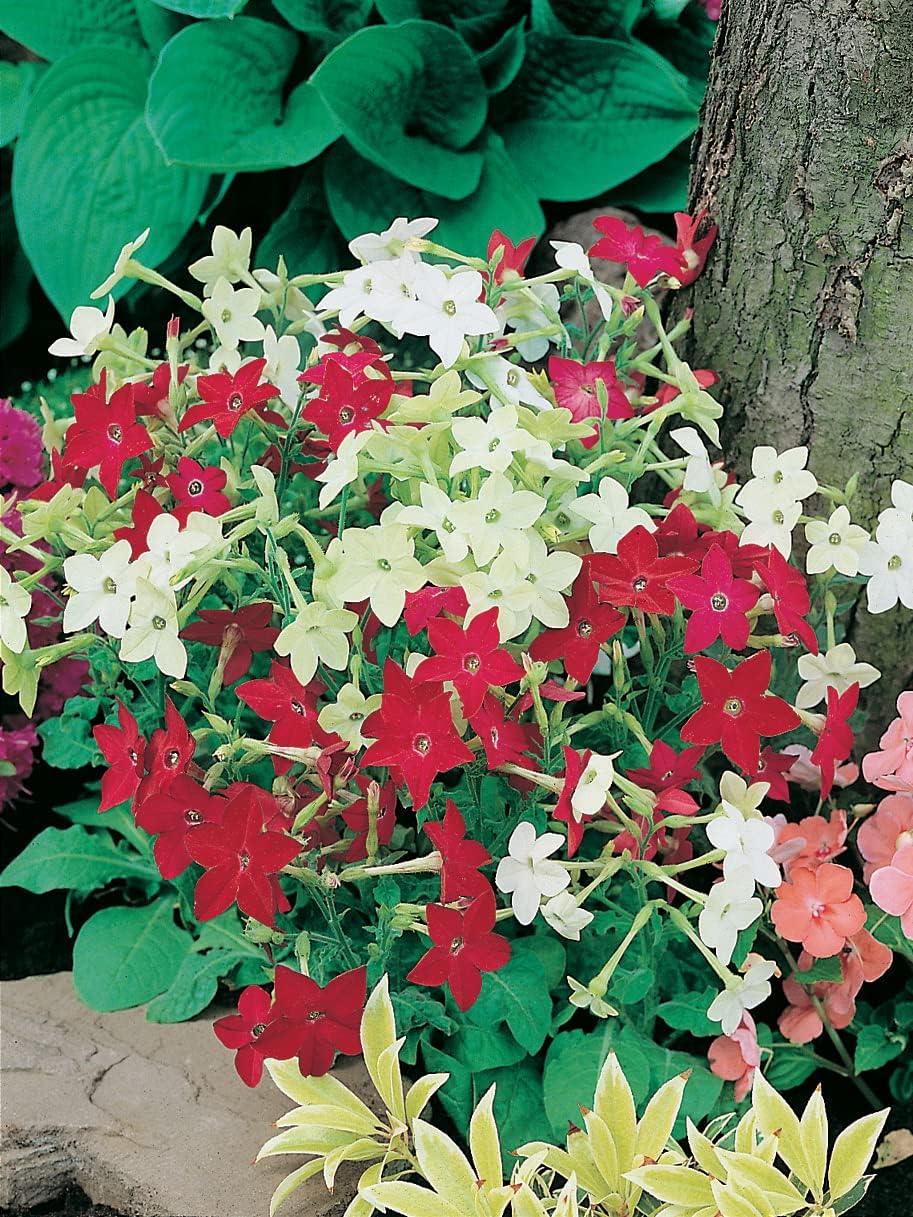 RHS Flowers for Fragrance Seed Collection 6 Scented Varieties - Image 8