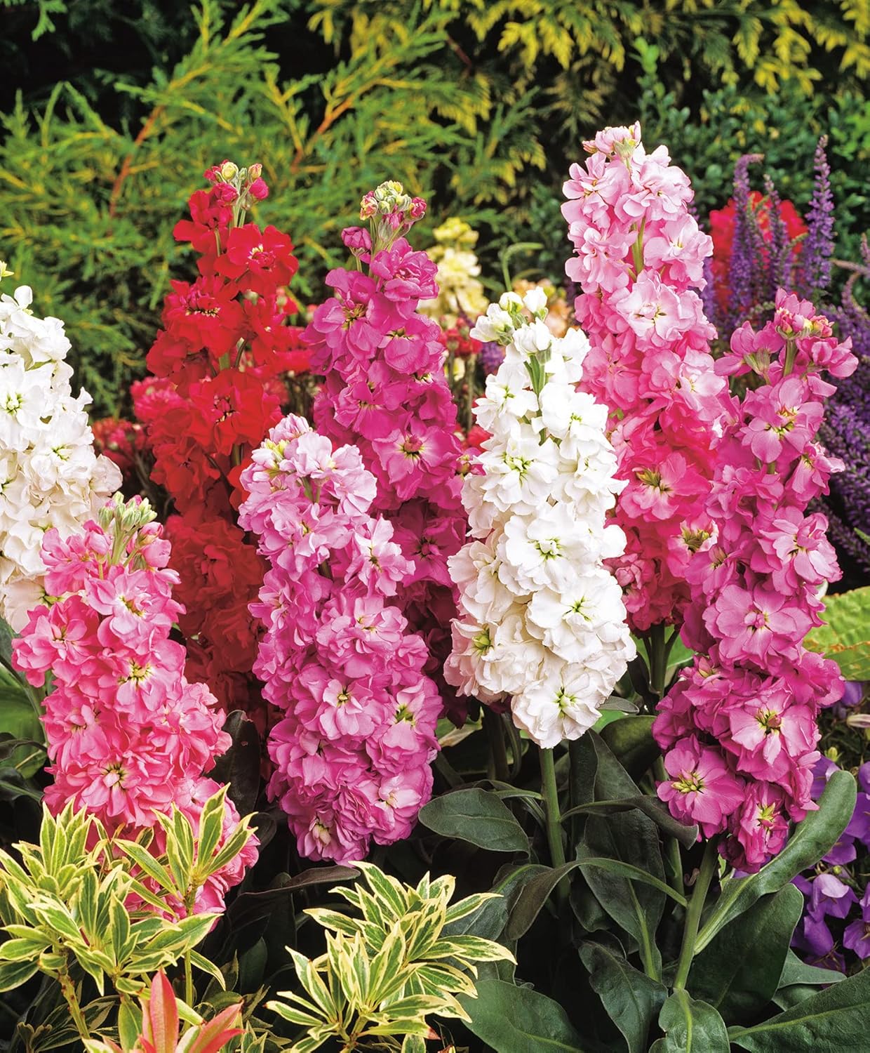 RHS Flowers for Fragrance Seed Collection 6 Scented Varieties - Image 9