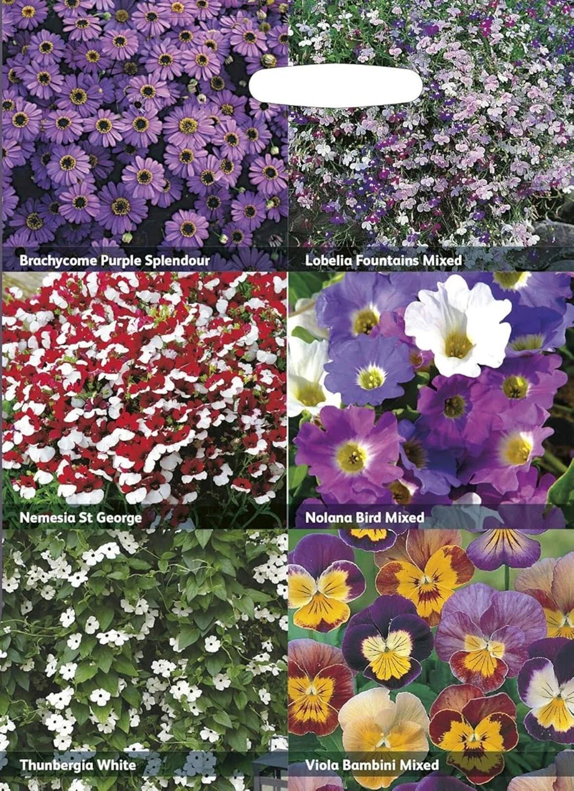 RHS Flowers for Hanging Baskets Seed Collection 6 Trailing Varieties - Image 3