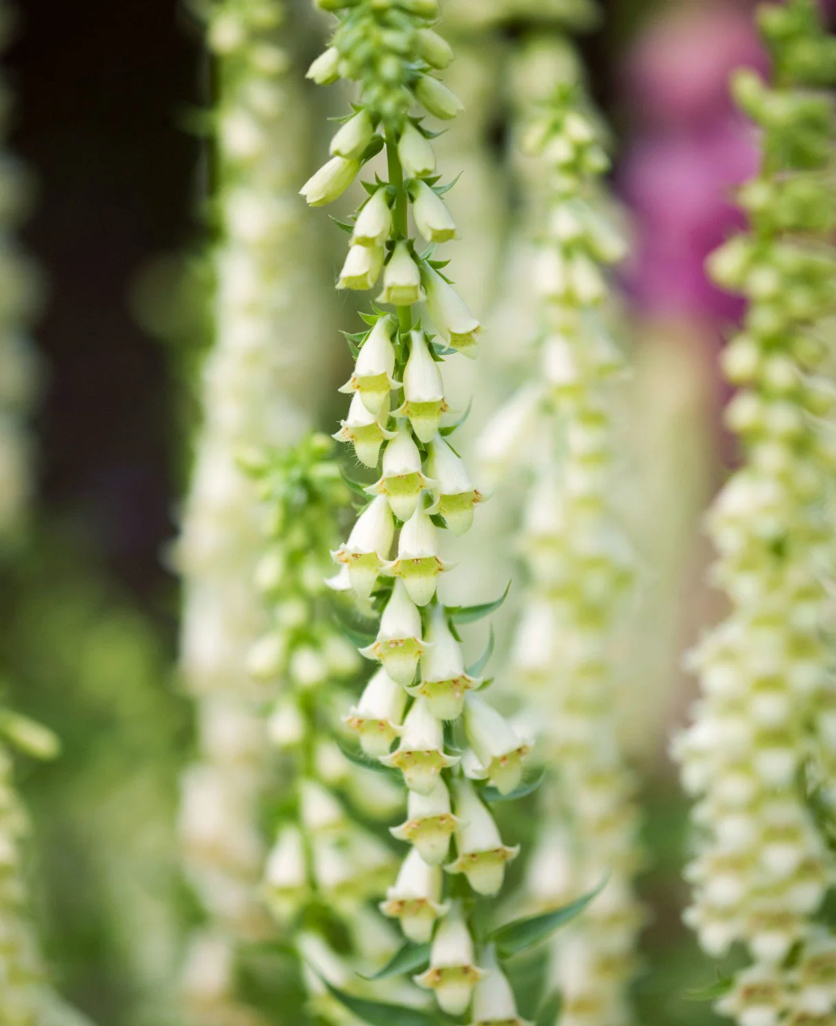 RHS Foxglove Lutea Seeds 1000 Seeds, Hardy Perennial Yellow Digitalis - Image 3