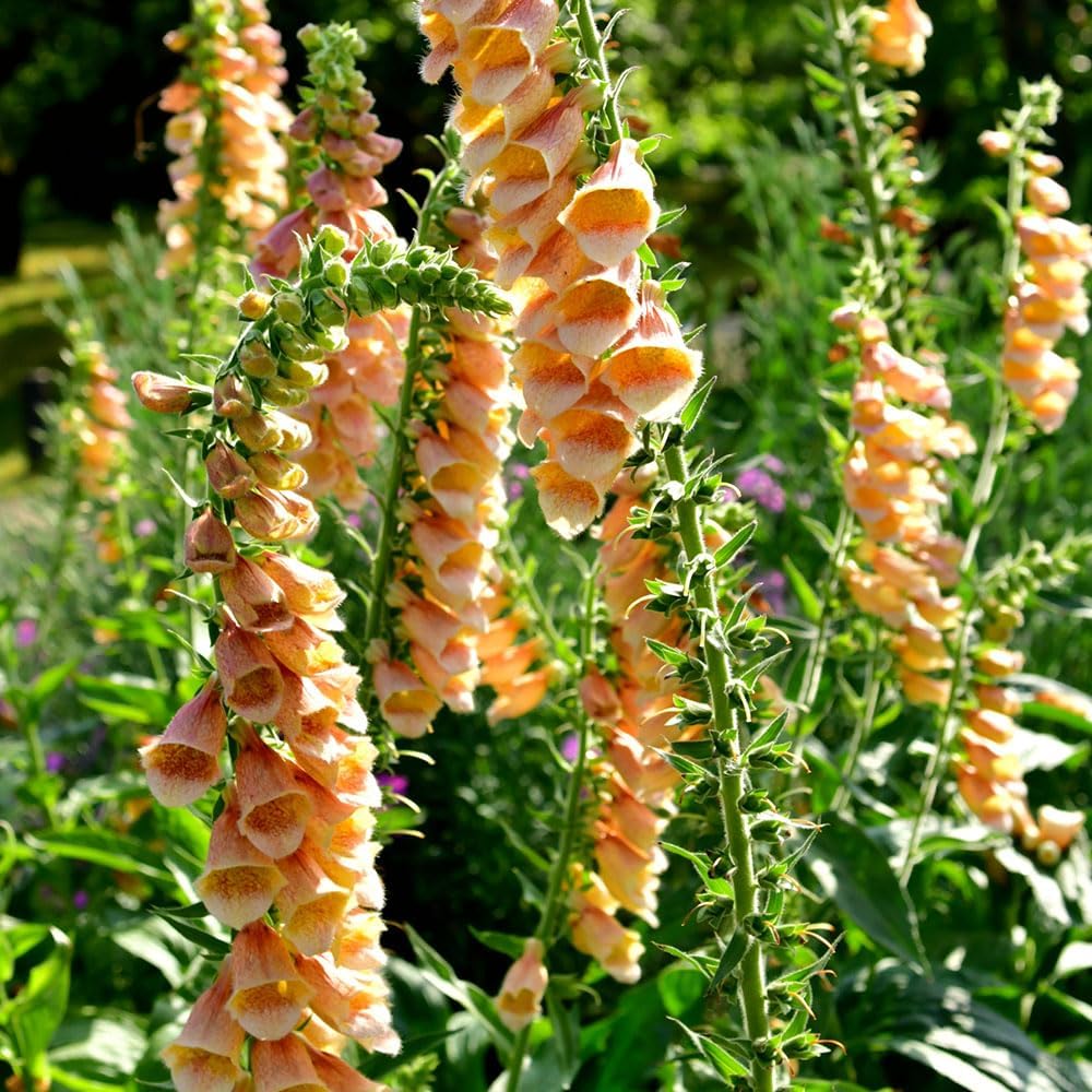 RHS Foxglove Suttons Apricot Seeds 2500 Seeds, Hardy Biennial Digitalis purpurea - Image 3